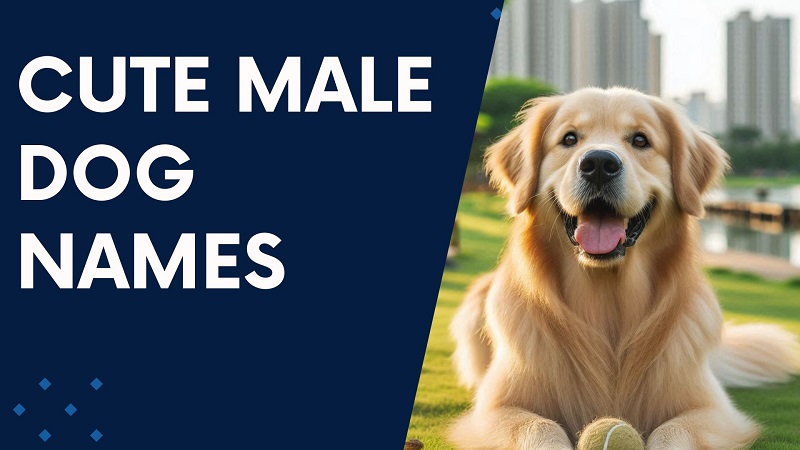 Cute Male Dog Names