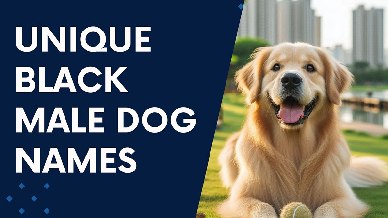 Unique Black Male Dog Names