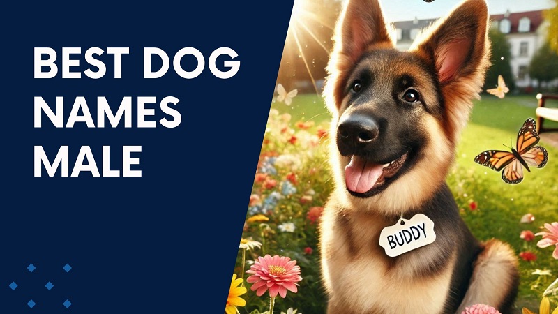 Best Dog Names Male