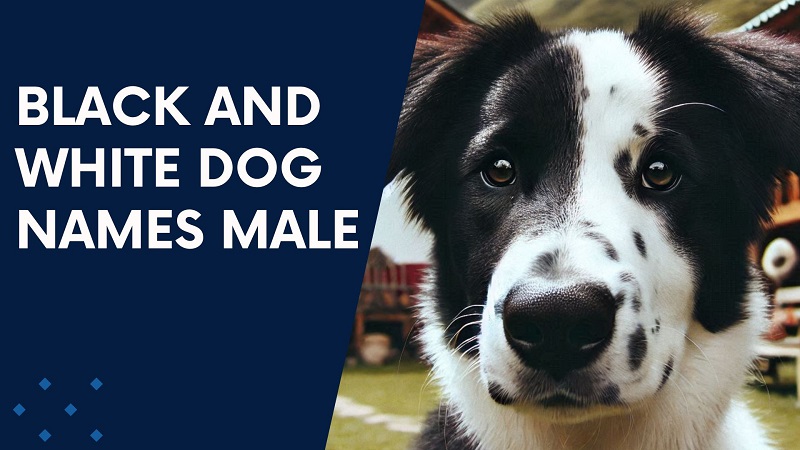 Black and White Dog Names Male