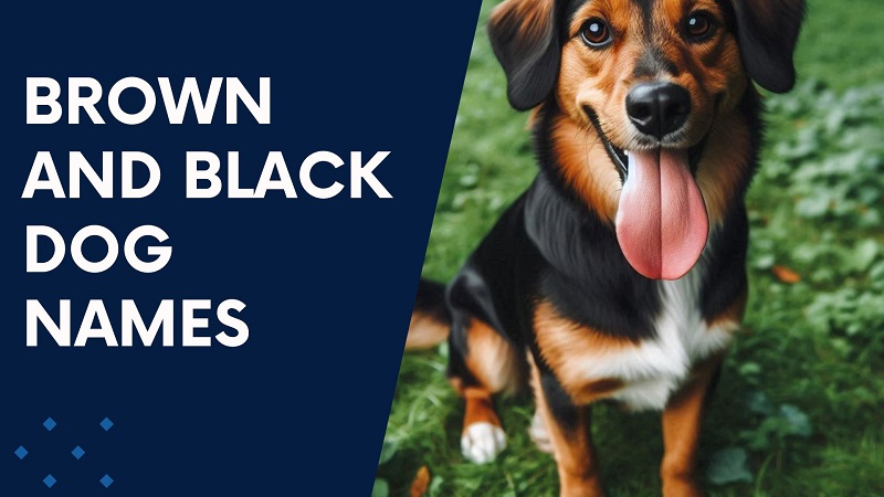 Brown and Black Dog Names