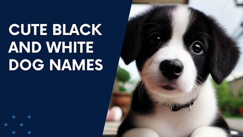 Cute Black and White Dog Names