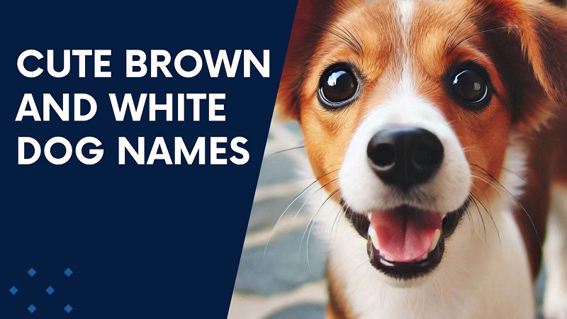 Cute Brown and White Dog Names