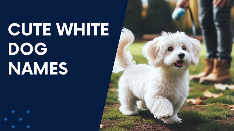 Cute White Dog Names