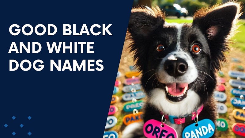 Good Black and White Dog Names