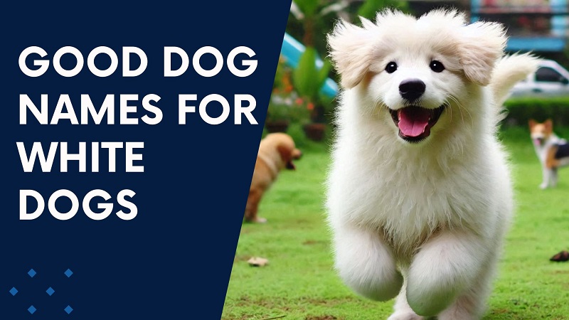 Good Dog Names For White Dogs