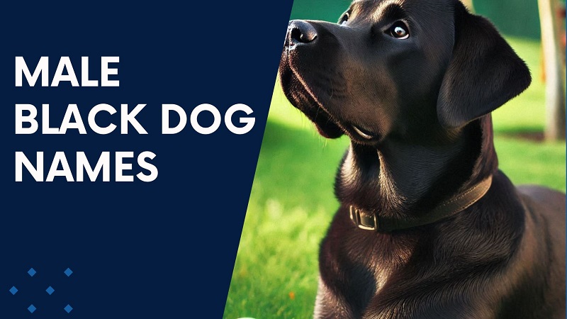 Male Black Dog Names